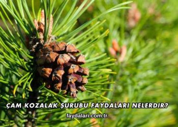 Çam Kozalak Şurubu Faydaları Nelerdir?