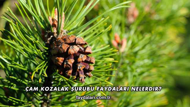 Çam Kozalak Şurubu Faydaları Nelerdir?