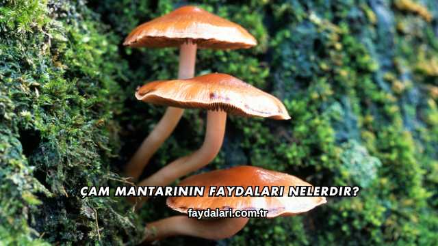 Çam Mantarının Faydaları Nelerdir?