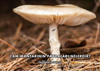 Çam Mantarının Faydaları Nelerdir?