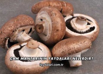 Çam Mantarının Faydaları Nelerdir?