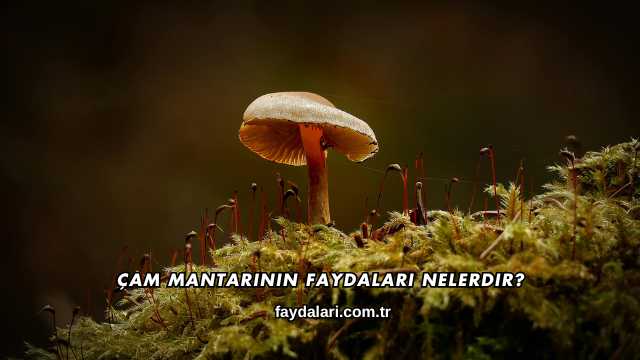 Çam Mantarının Faydaları Nelerdir?