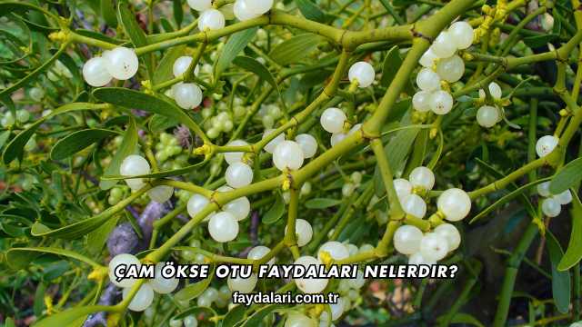 Çam Ökse Otu Faydaları Nelerdir?