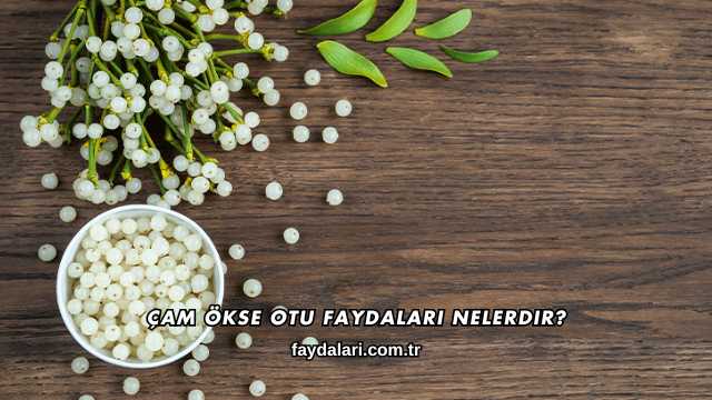 Çam Ökse Otu Faydaları Nelerdir?