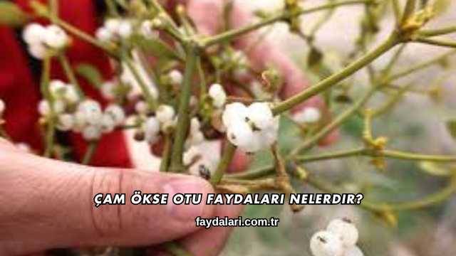 Çam Ökse Otu Faydaları Nelerdir?