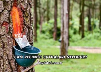Çam Reçinesi Faydaları Nelerdir?