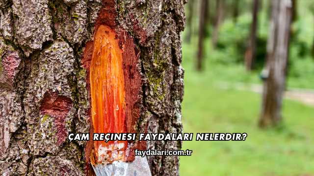 Çam Reçinesi Faydaları Nelerdir?