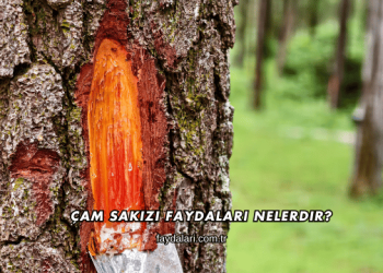 Çam Sakızı Faydaları Nelerdir?