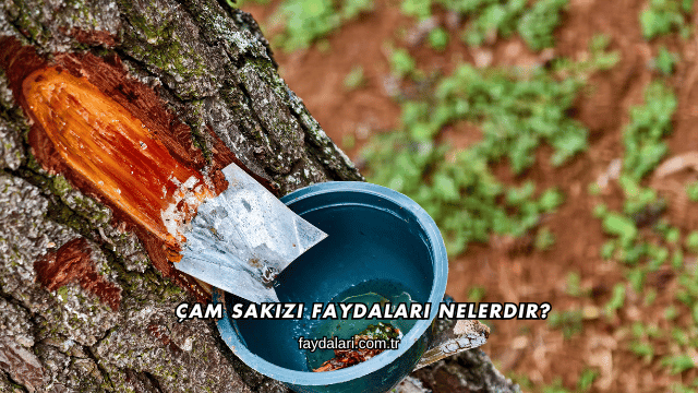 Çam Sakızı Faydaları Nelerdir?