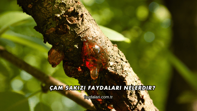 Çam Sakızı Faydaları Nelerdir?