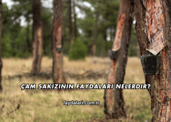 Çam Sakızının Faydaları Nelerdir?