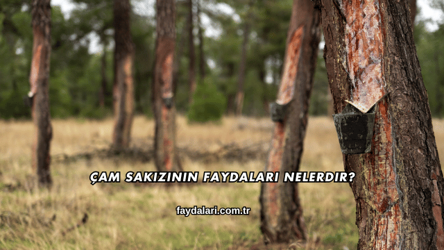 Çam Sakızının Faydaları Nelerdir?