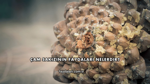 Çam Sakızının Faydaları Nelerdir?