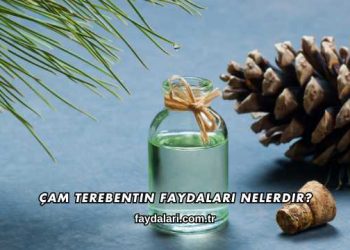 Çam Terebentin Faydaları Nelerdir?