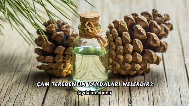 Çam Terebentin Faydaları Nelerdir?