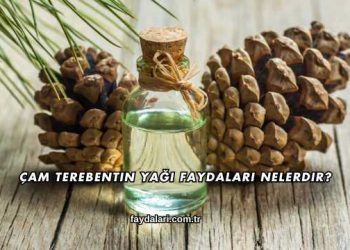 Çam Terebentin Yağı Faydaları Nelerdir?