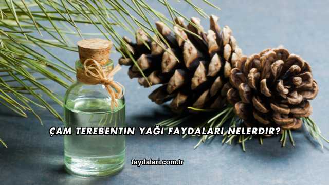 Çam Terebentin Yağı Faydaları Nelerdir?