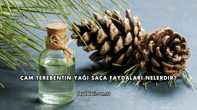 Çam Terebentin Yağı Saça Faydaları Nelerdir?