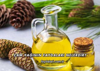 Çam Yağının Faydaları Nelerdir?