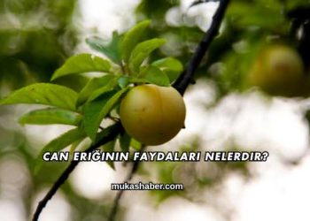 Can Eriğinin Faydaları Nelerdir?