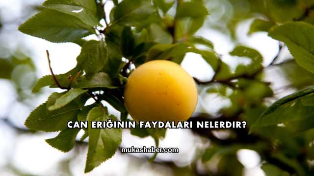 Can Eriğinin Faydaları Nelerdir?