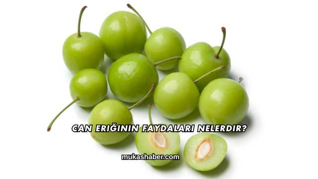 Can Eriğinin Faydaları Nelerdir?