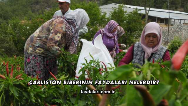 Çarliston Biberinin Faydaları Nelerdir?
