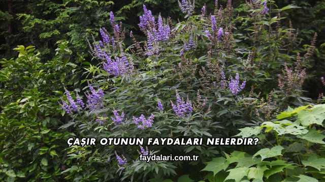 Çaşır Otunun Faydaları Nelerdir?