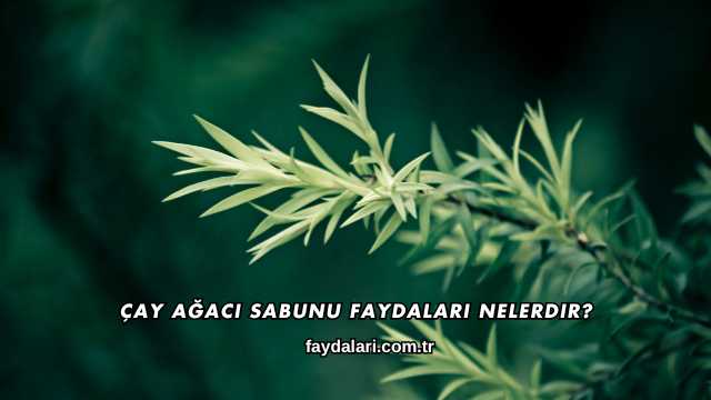 Çay Ağacı Sabunu Faydaları Nelerdir?