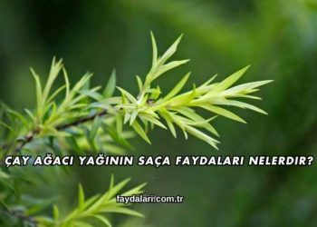 Çay Ağacı Yağının Saça Faydaları Nelerdir?