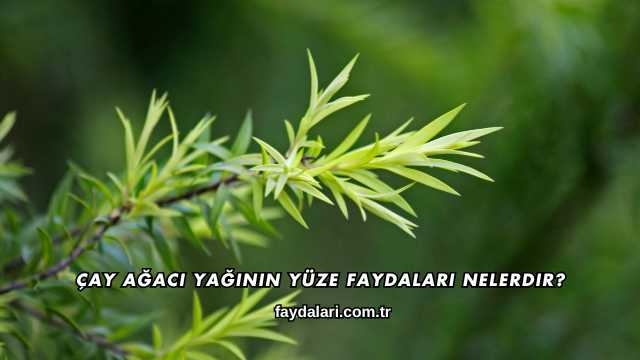 Çay Ağacı Yağının Yüze Faydaları Nelerdir?