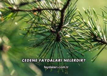 Çedene Faydaları Nelerdir?