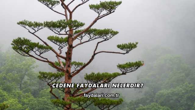 Çedene Faydaları Nelerdir?