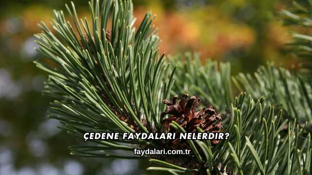 Çedene Faydaları Nelerdir?