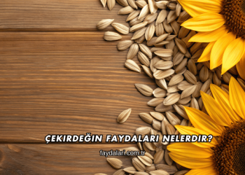 Çekirdeğin Faydaları Nelerdir?