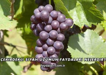 Çekirdekli Siyah Üzümün Faydaları Nelerdir?