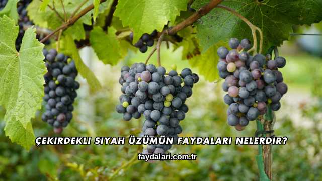Çekirdekli Siyah Üzümün Faydaları Nelerdir?