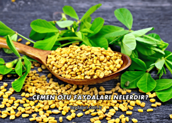 Çemen Otu Faydaları Nelerdir?