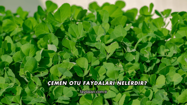 Çemen Otu Faydaları Nelerdir?
