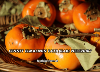 Cennet Elmasının Faydaları Nelerdir?