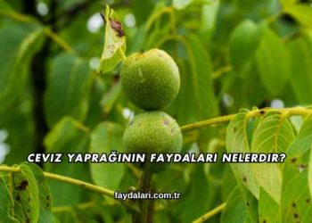 Ceviz Yaprağının Faydaları Nelerdir?