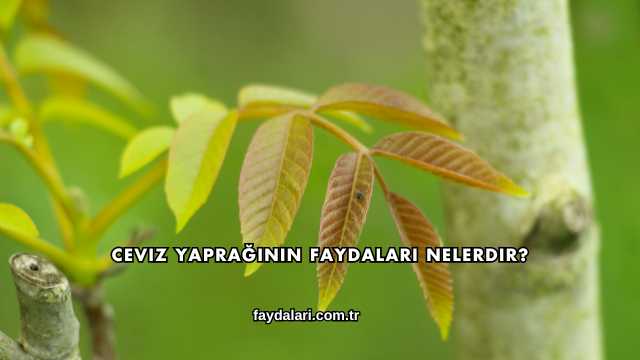 Ceviz Yaprağının Faydaları Nelerdir?