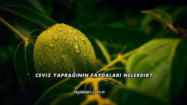 Ceviz Yaprağının Faydaları Nelerdir?