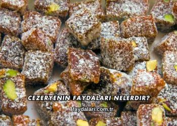 Cezeryenin Faydaları Nelerdir?