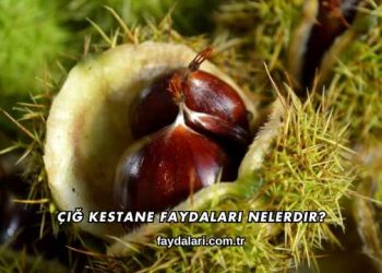 Çiğ Kestane Faydaları Nelerdir?