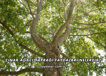 Çınar Ağacı Yaprağı Faydaları Nelerdir?