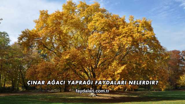 Çınar Ağacı Yaprağı Faydaları Nelerdir?