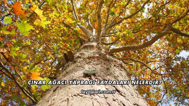 Çınar Ağacı Yaprağı Faydaları Nelerdir?