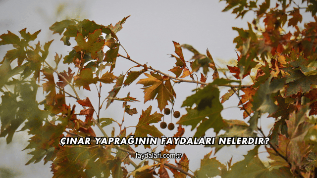 Çınar Yaprağının Faydaları Nelerdir?