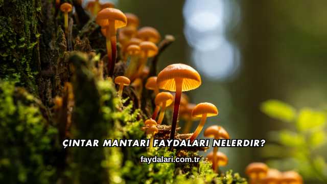 Çıntar Mantarı Faydaları Nelerdir?